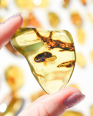 Amber number 35 (plant inclusions)